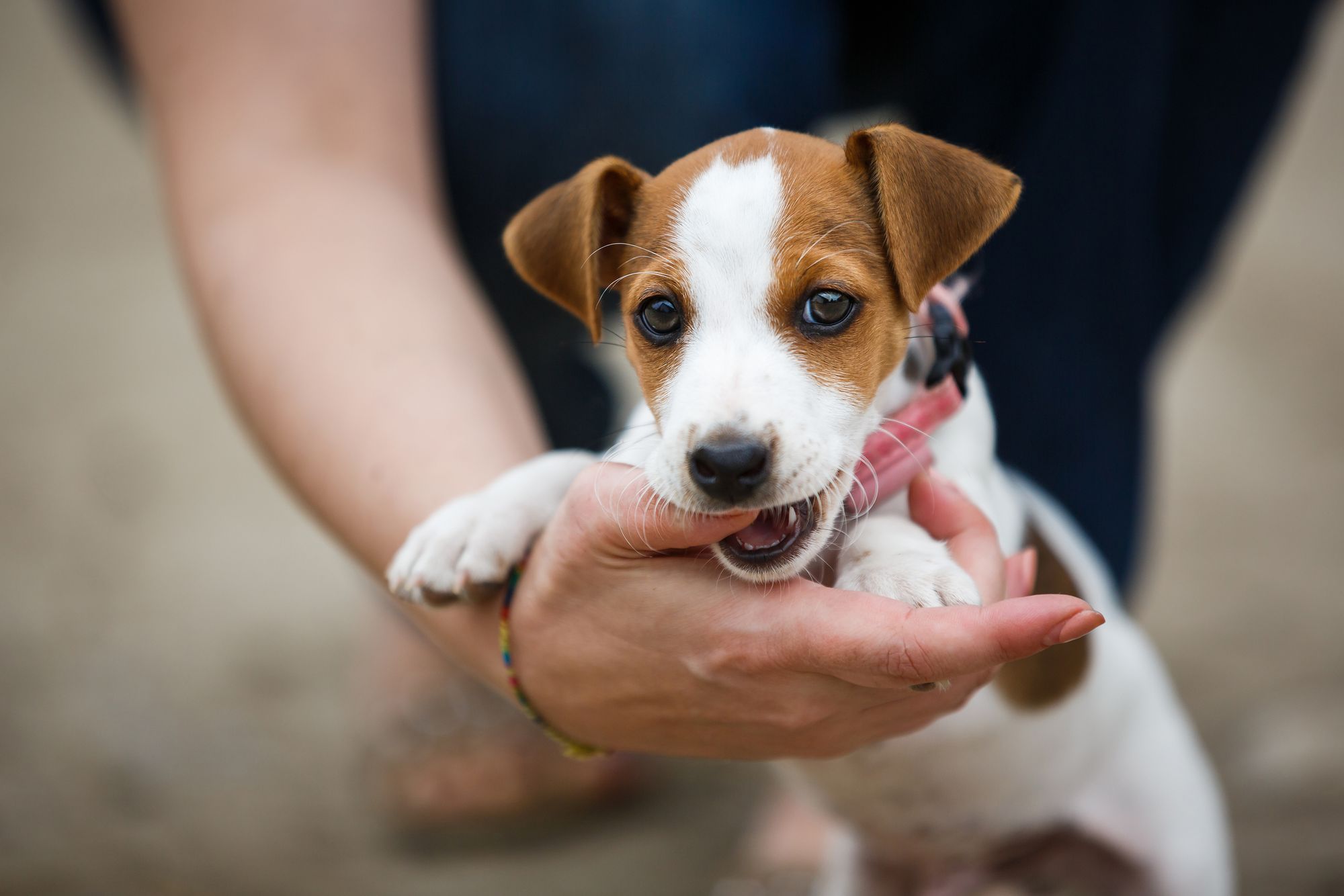 Teacup Jack Russell Terrier